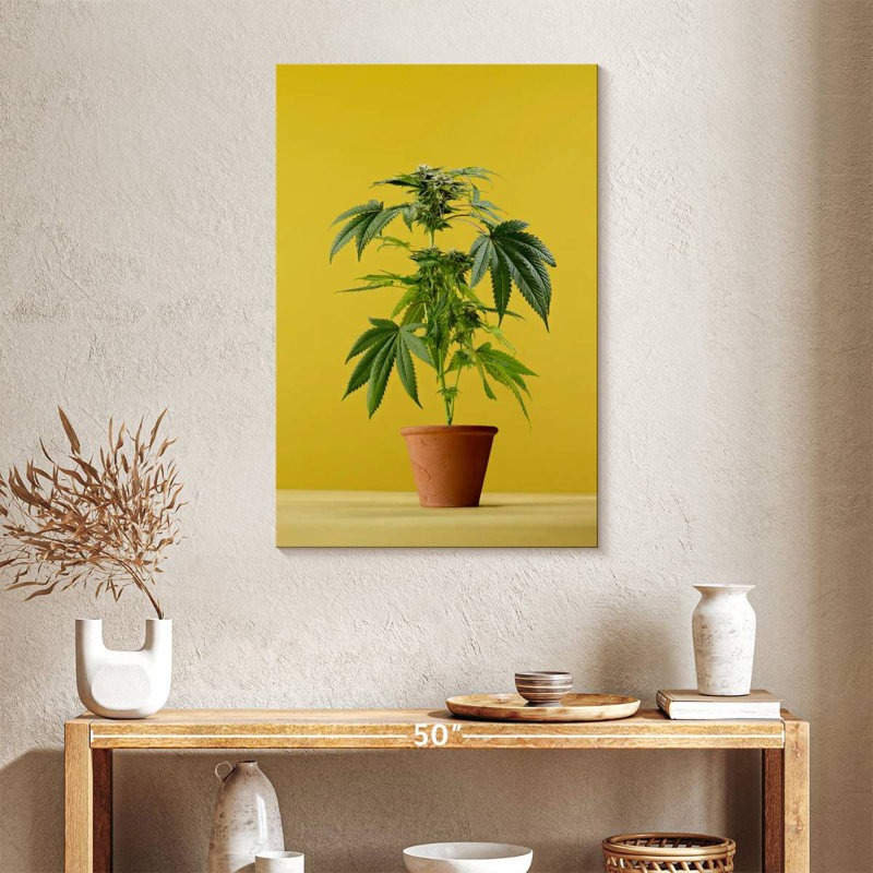Marijuana en pot, H 36 po x l 24 po
