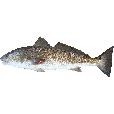 Adhésif décoratif poisson I