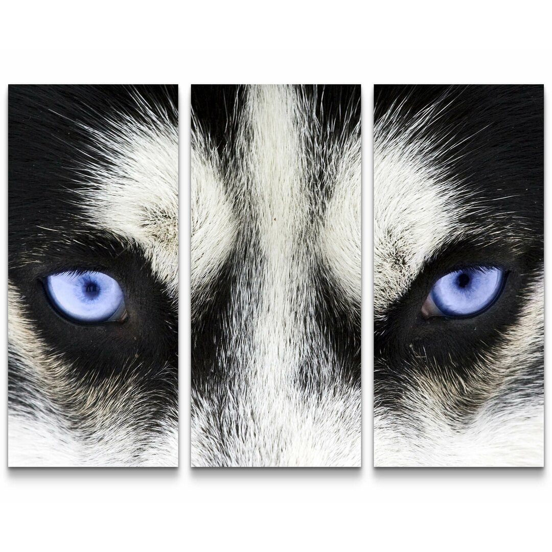 3-tlg. Leinwandbilder-Set Strahlend blaue Augen eines Hundes