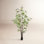 Bamboo Tree in Pot
