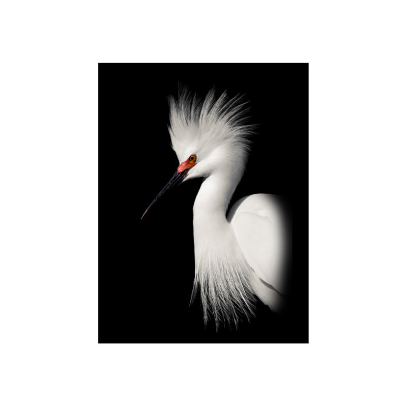 Egret Study A Print by Zoey Riley, Matte, 40" H x 30" W x 1.5" D