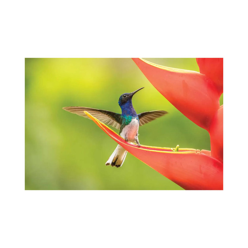 Costa Rica, Sarapiqui River Valley. Male White-Necked Jacobin On Heliconia. by Jaynes Gallery - Wrapped Canvas Print