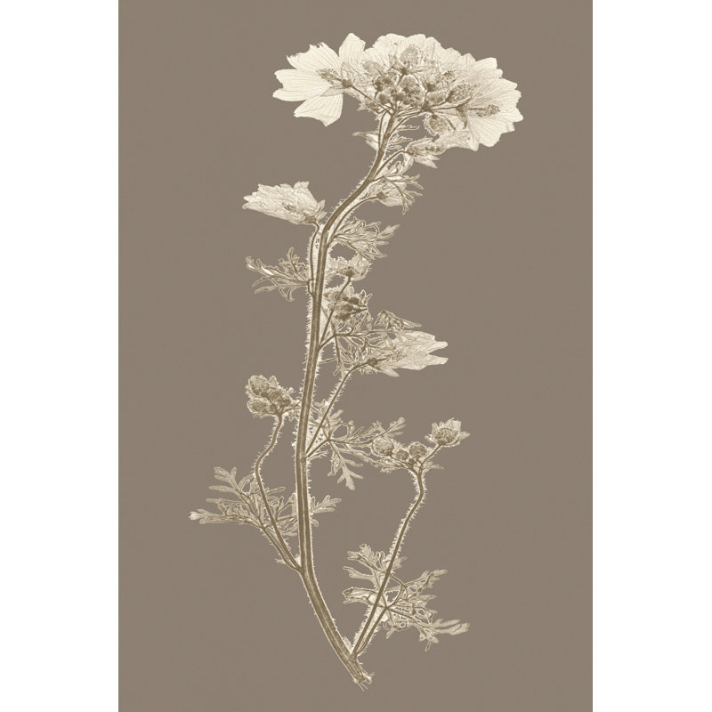 Taupe Nature Study I by Vision Studio - Wrapped Canvas Art Prints, 122cm H x 81cm W