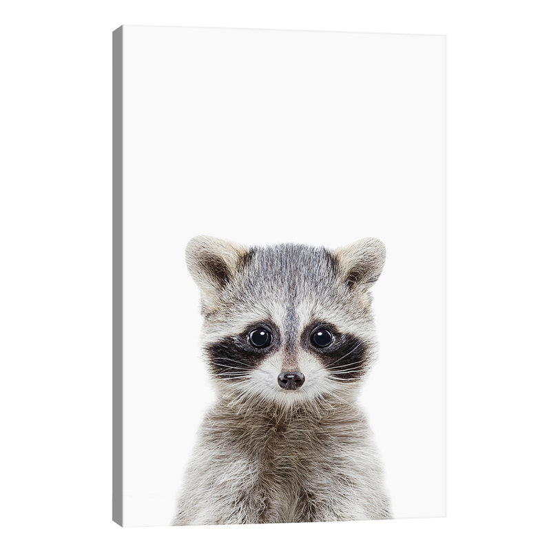 Baby Raccoon - Wrapped Canvas Print, 66.04 cm H x 45.72 cm W x 3.175 cm D