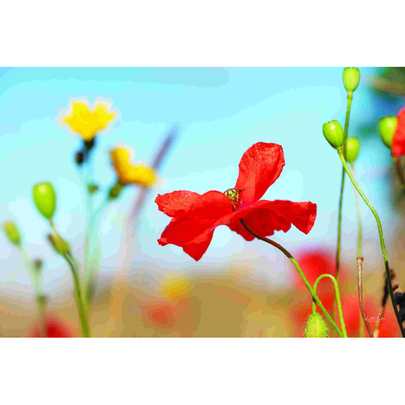 Fleurs d'été, H 8 po x l 12 po, Non, Toile tendue