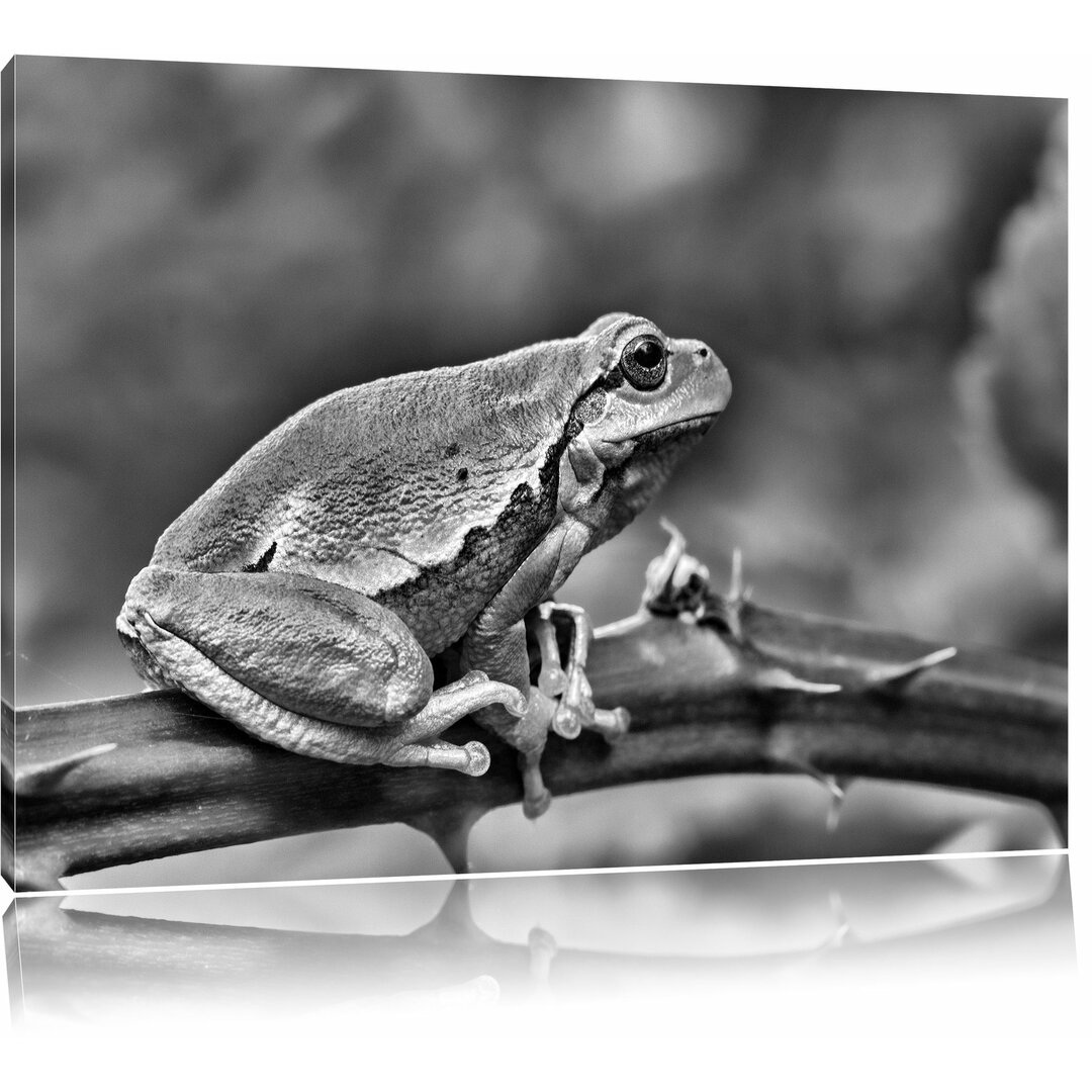 Leinwandbild Kleiner Frosch auf Dornenast in Monochrom