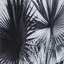 Black And White Palm Leaves A Print
