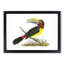 Green Toucan by George Shaw - Picture Frame Painting Print-55609114-55609115