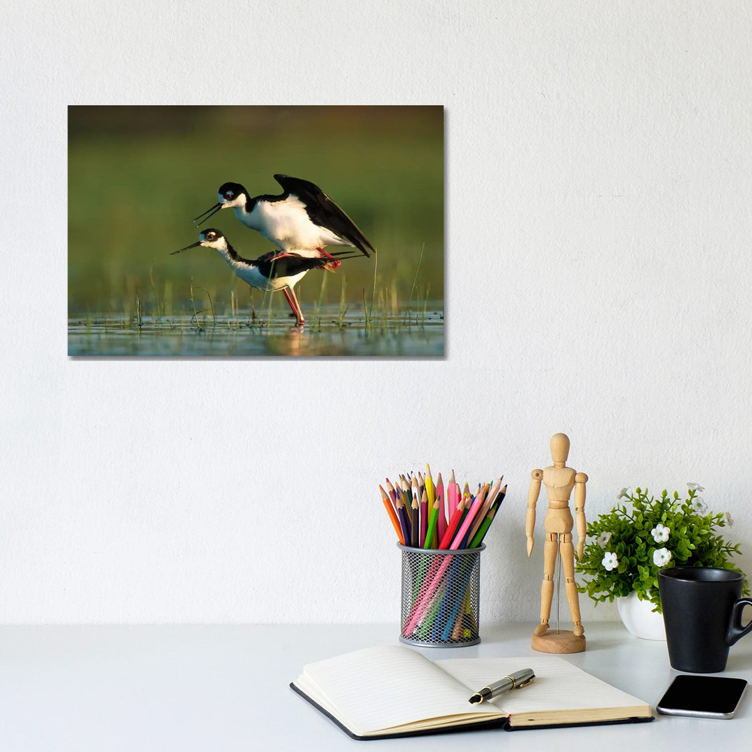 Black-Necked Stilt Couple Mating, North America von Tim Fitzharris - Gallery-Wrapped Canvas Giclée on Canvas