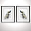 " Golden Peacocks " 2 - Pieces-28785774