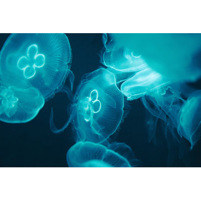 Jellyfish In The Deep Sea by Tobiasjo - Wrapped Canvas Print
