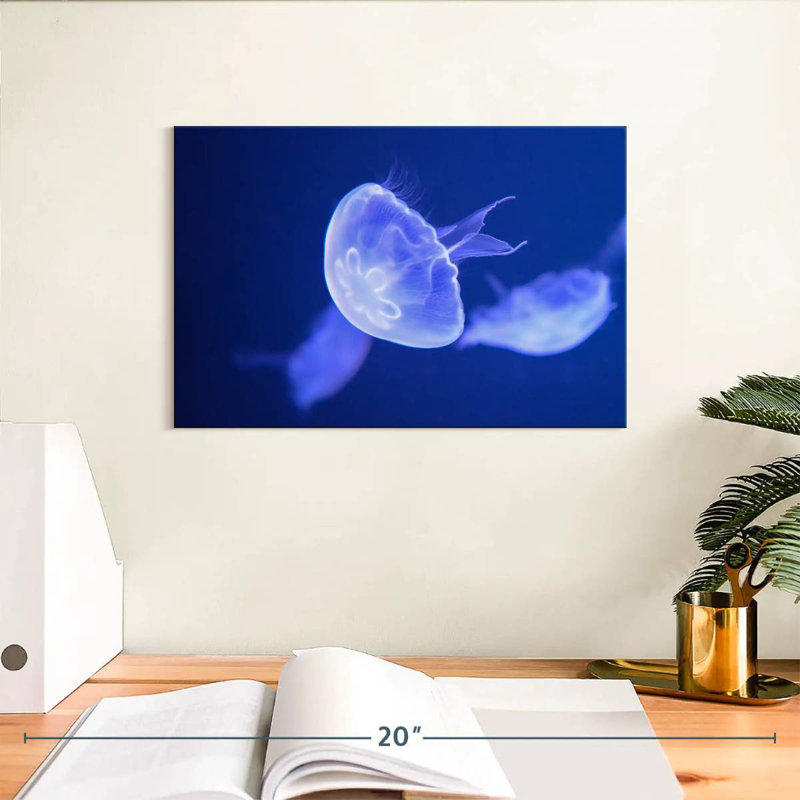 Crowle Sea Moon Jellyfish, H 8 po x l 12 po