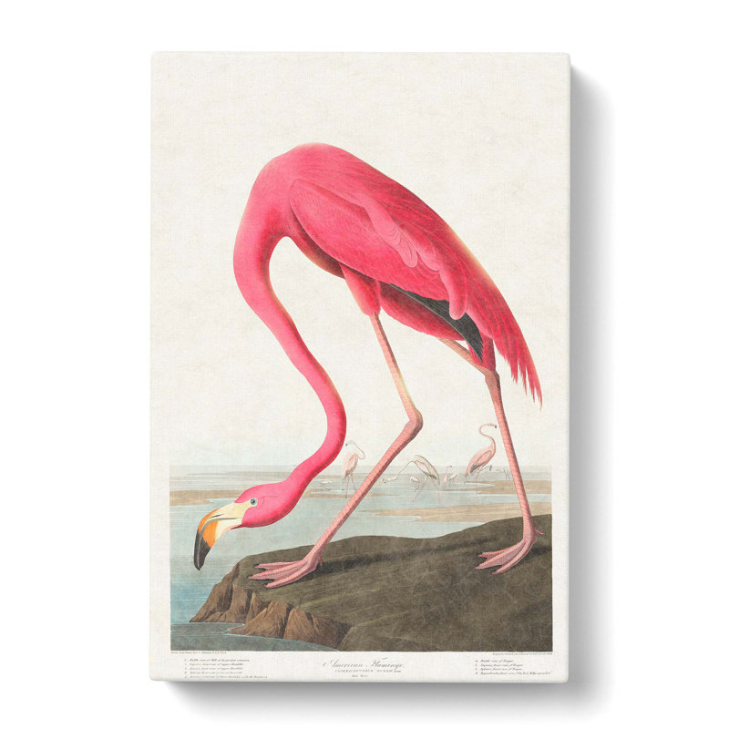 Pink Flamingo by John Audubon - No Frame Painting, 60cm H x 40cm W x 3cm D, Wrapped Canvas