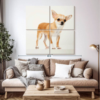 Chihuahua précieux