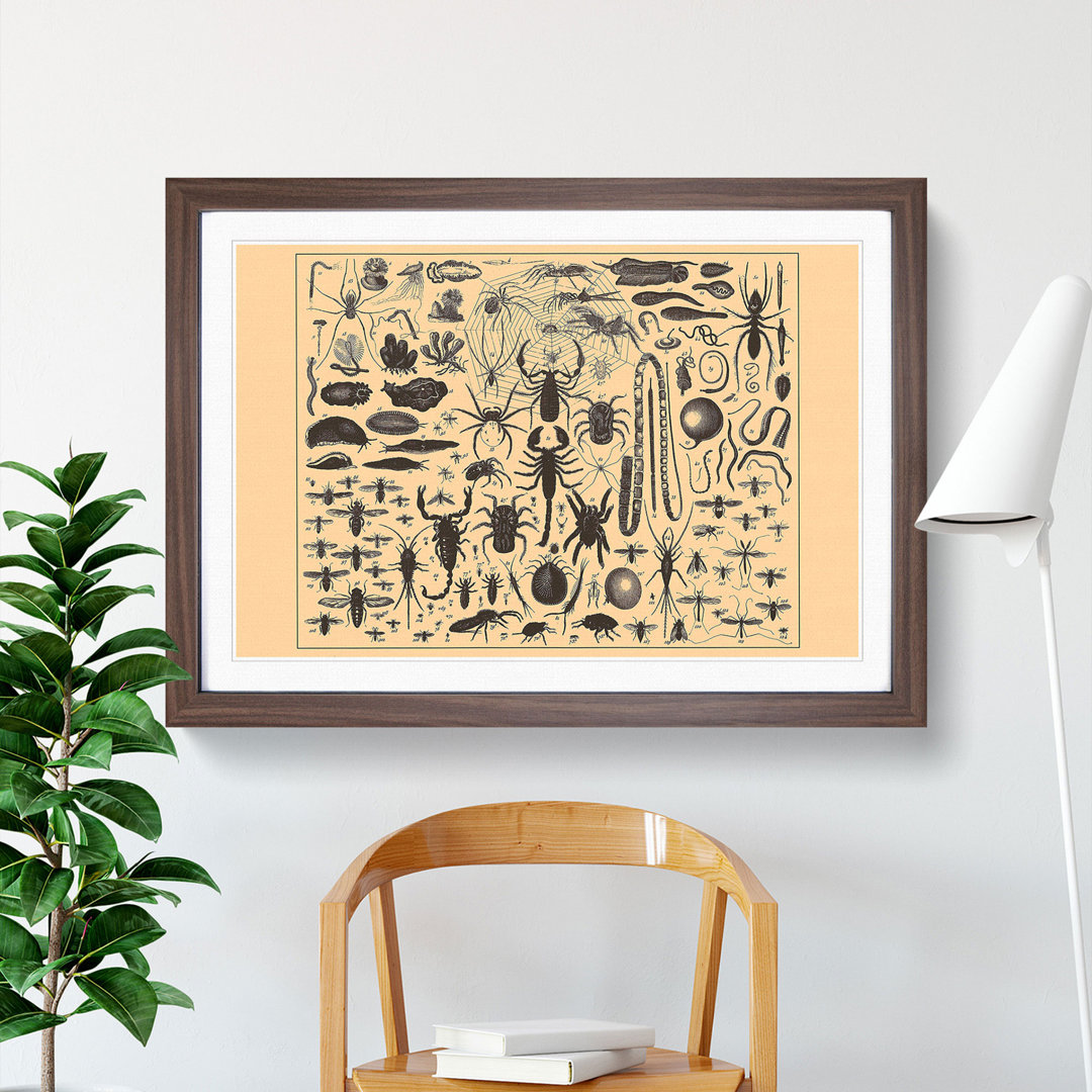 Encyclopedia Insects - Picture Frame Graphic Art