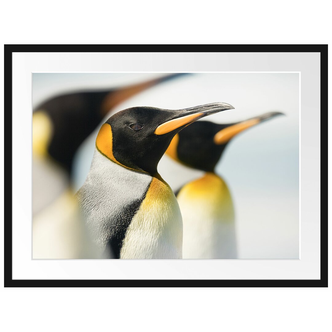 Gerahmtes Poster Pinguine