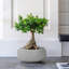 Fibreglass Plant Pot-39263427-39263428
