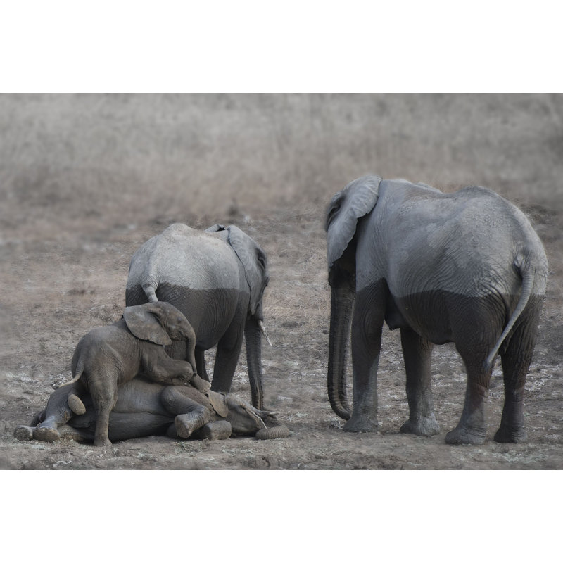 Brothers At Play by Scott Bennion - Wrapped Canvas Art Prints, 30cm H x 46cm W