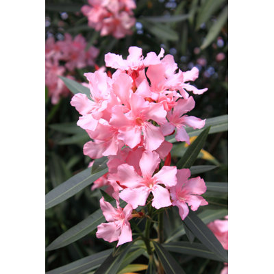 " Pink Oleander Flowers "