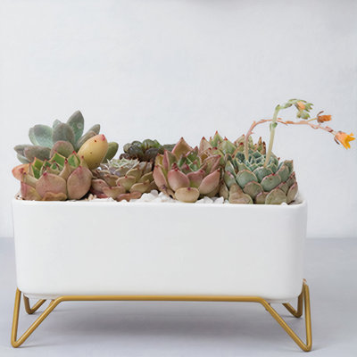 Pot Planter