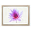 Water Lily - Picture Frame Painting Print-56734443-56734444