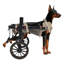 Fauteuil roulant pour chien