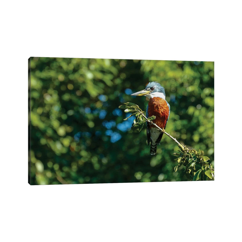Ringed Kingfisher Sitting In A Tree, Pantanal Conservation Area, Brazil by Janet Horton - Wrapped Canvas Print