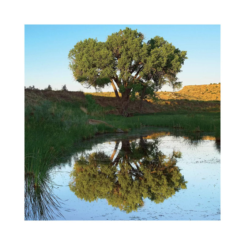 Tree Reflecting In Creek Near Black Mesa State Park, Oklahoma 1 Piece Wall Art on Canvas, 30.48 cm H x 30.48 cm W, Canvas