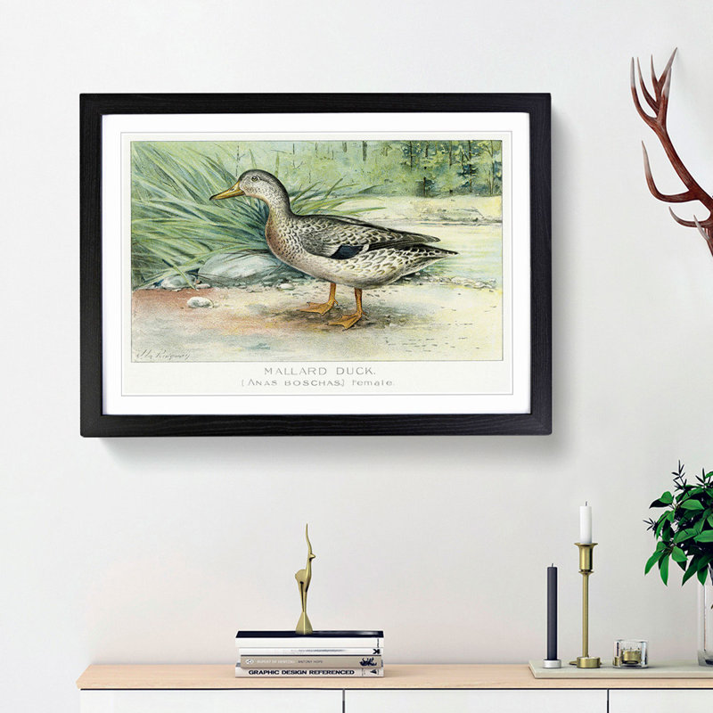 A Mallard Duck by J.L. Ridgway - Framed Print, Black Framed, 33cm H x 45cm W x 2cm D