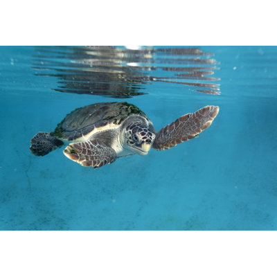 " Loggerhead Sea Turtle "