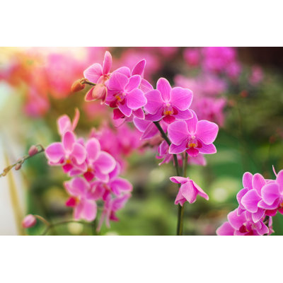 " Phalaenopsis Orchid Flowers " by Kobkik