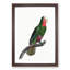 A Cuban Parrot by F. Levaillant - Framed Print-55457749-55457753