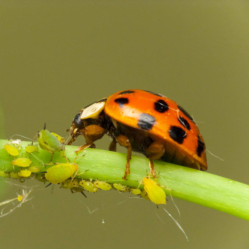 «Ladybird Attack Aphids» par Dimijana - Photographie sur toile tendue, L 20 po x H 20 po