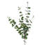 Andarius Arrangement