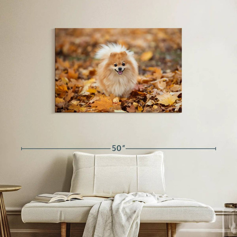 Spitz allemand Brampt sur une promenade d'automne, H 26 po x l 39 po