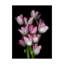 «Tulips» par Dosta, impression sur toile tendue-29225923