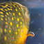 Impression de poisson truite dorée - décor marin mat encadré