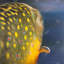 Impression de poisson truite dorée - décoration rustique encadrée-382504193-382504192