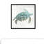 Tortue de mer turquoise - reproduction sur toile-24799604-24799598
