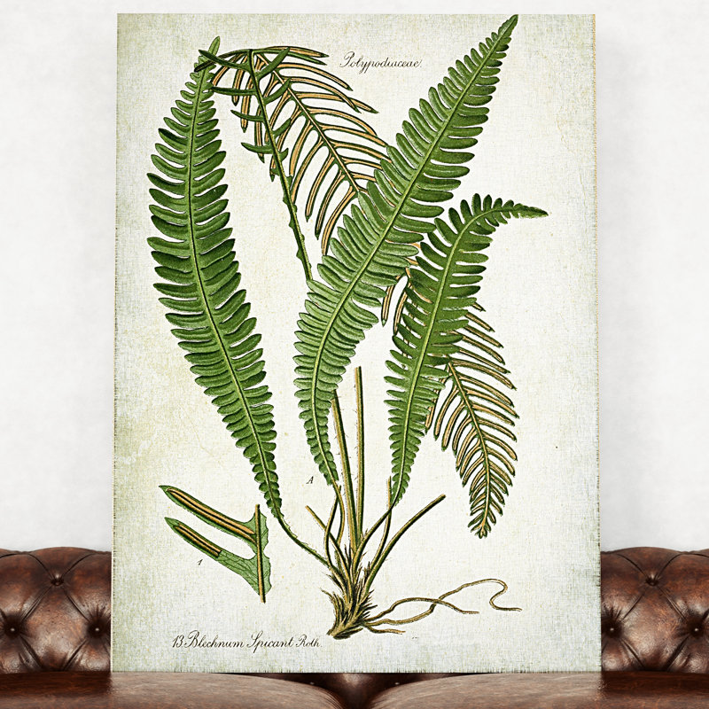 «Botanical Plate XXI», impression sur toile tendue, H 18 po x l 27 po x P 1,5 po