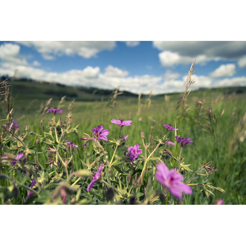 Beautiful Wild Flowers - Wrapped Canvas Print, 30cm H x 46cm W
