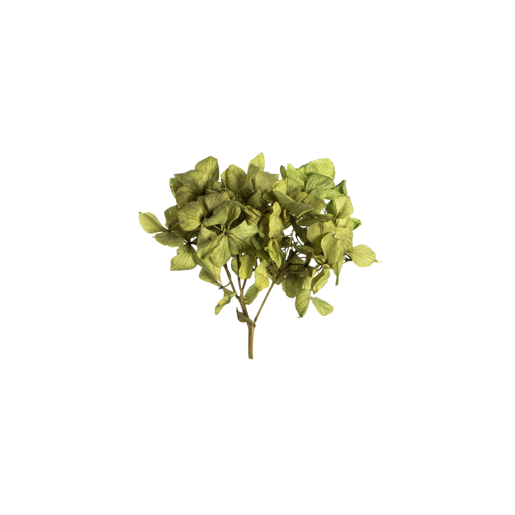 Vickerman Hydrangea Centerpiece, Green