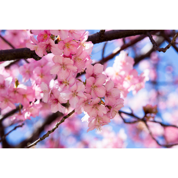 Ebern Designs Cherry Blossoms On Canvas Print | Wayfair