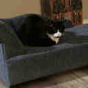 La-Z-Boy Solana Chaise Furniture Dog Sofa "& Reviews" | Wayfair