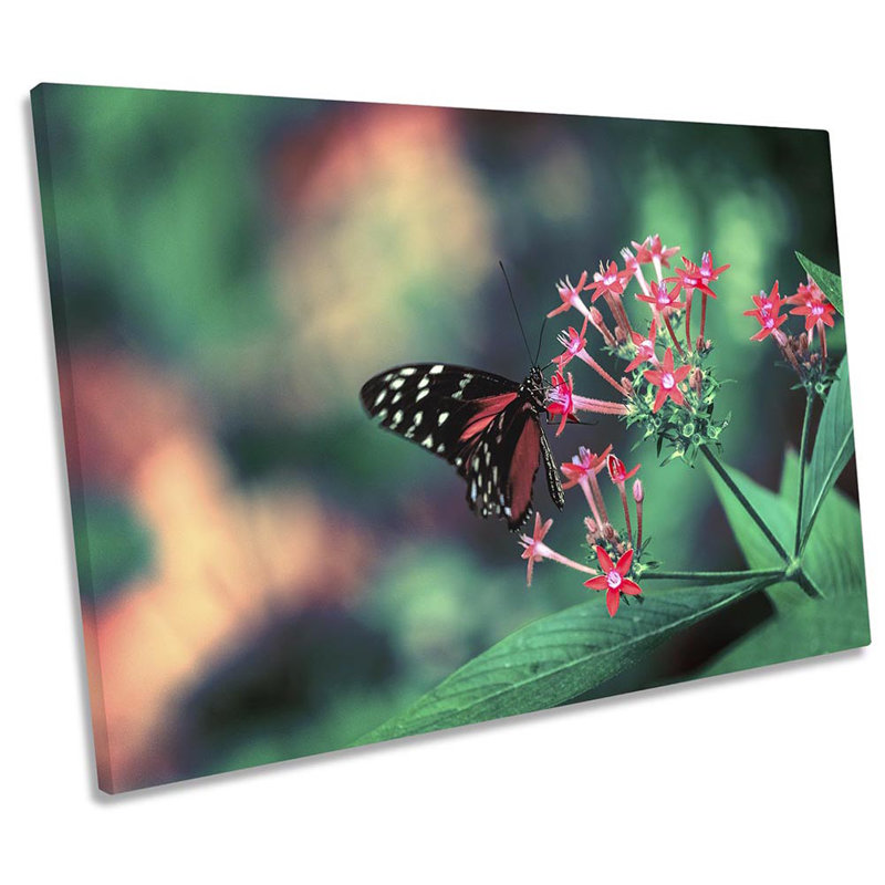Z0427 Butterfly Flower - Wrapped Canvas Print, 30.5cm H  x  45.7cm W 