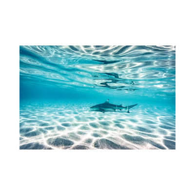 " Underwater Reef Shark Shallow Water " by James Vodicka