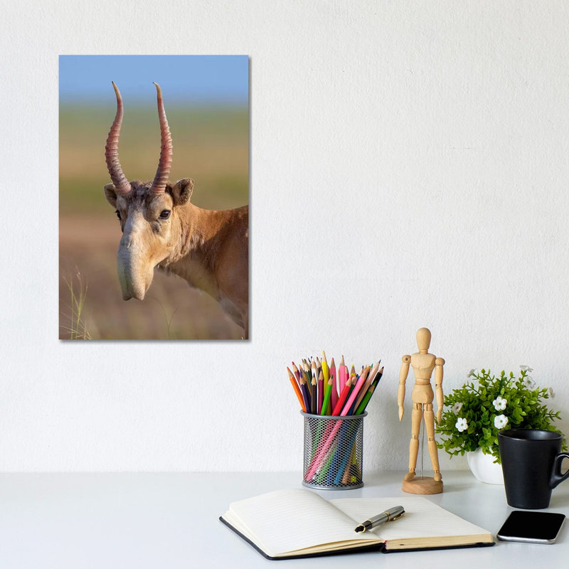 Saiga Adult Male Russia by Mogens Trolle - Wrapped Canvas Print, 20.32 cm H x 30.48 cm W