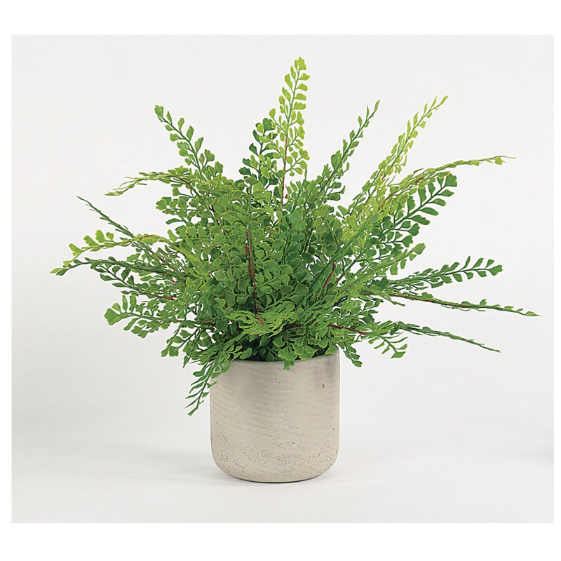 Fausse fougère dans un vase de pierre