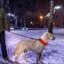 Collier pour chien-98497196
