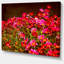 Petites fleurs rouges au printemps, reproduction de photo sur toile tendue-19241373